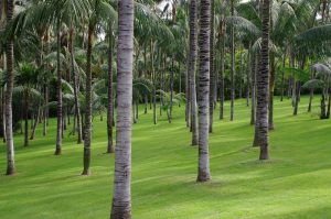 palm-trees botanische tuin